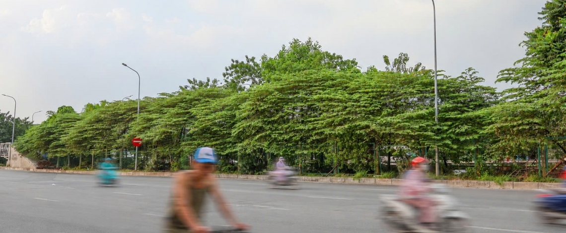 Nhiều loài cây quen thuộc trên phố ở Hà Nội nằm trong danh mục cấm trồng