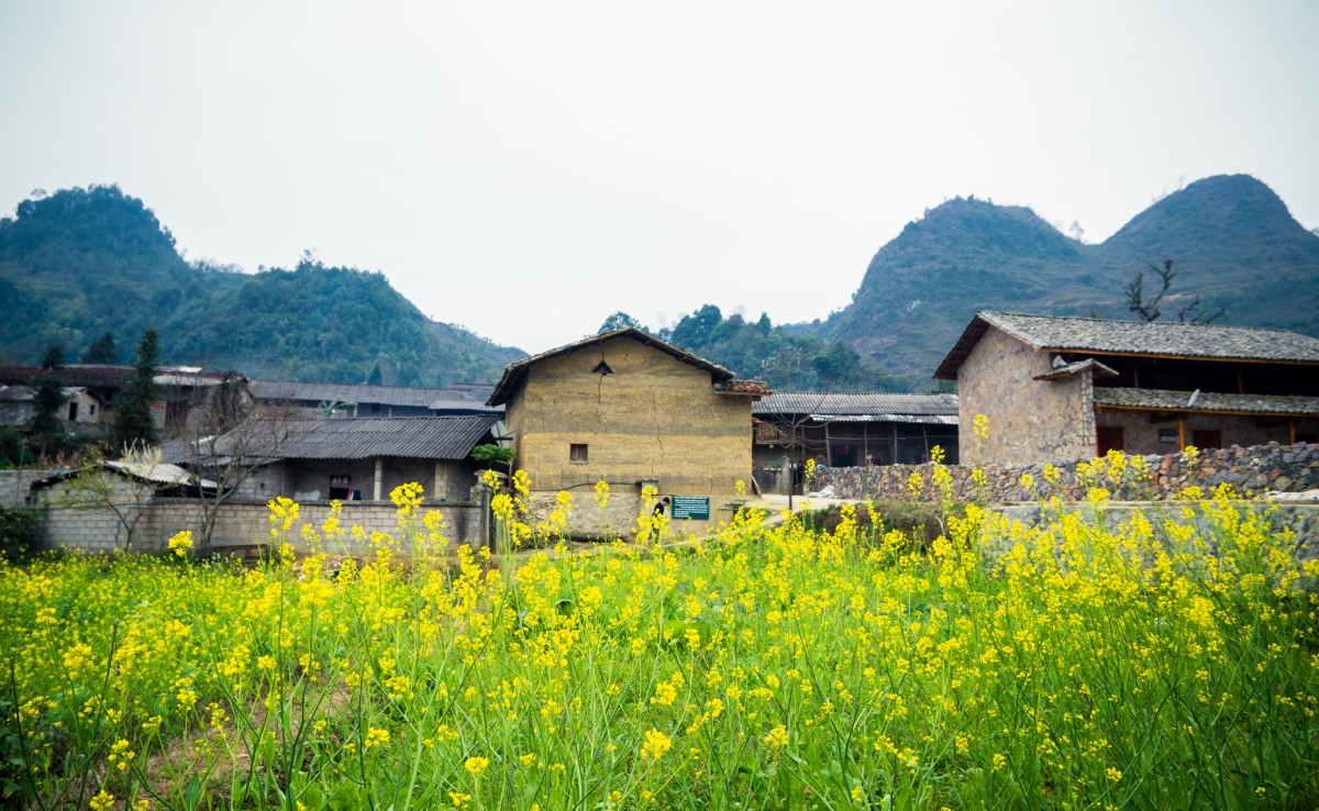 Những mùa hoa trên cao nguyên đá Hà Giang