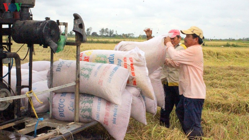 Kiến nghị xuất khẩu gạo nếp không tính vào hạn ngạch 400.000 tấn