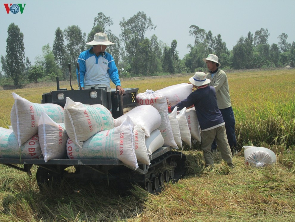 Giá lúa tăng cao, doanh nghiệp ngại thu mua