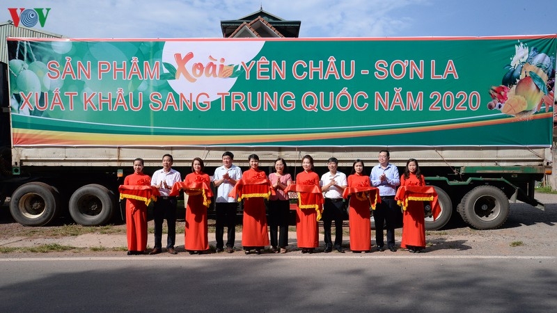 Vùng xoài Yên Châu xuất khẩu 30 tấn đầu tiên sang Trung Quốc