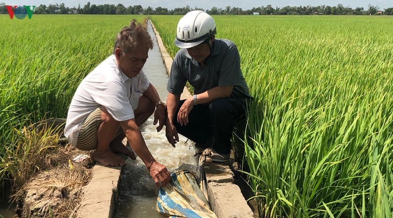 Mô hình tưới lúa ướt khô xen kẽ mang lại hiệu quả cao giữa mùa hạn mặn