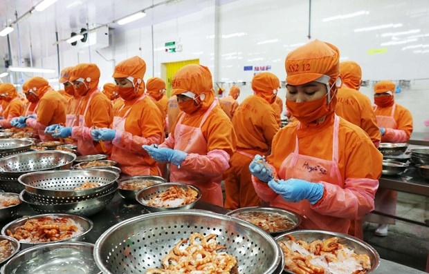 Workers process shrimp for export at a factory in Ninh Thuan province 