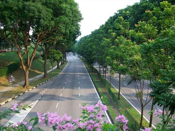Singapore khiến cả thế giới ngưỡng mộ với hơn 50% đô thị được cây xanh bao phủ.