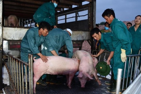 Thailand moves to reduce pork exports to Vietnam