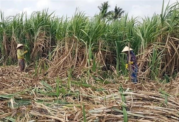 sugarcane_farming.jpg