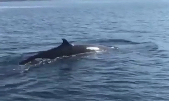 Whale spotted off coast of Cu Lao Cham archipelago