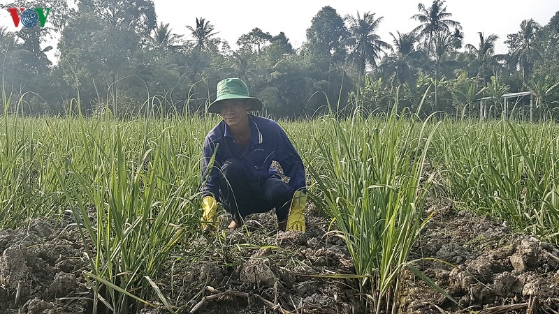 Thua lỗ nặng, nông dân Hậu Giang bỏ mía trồng cây khác