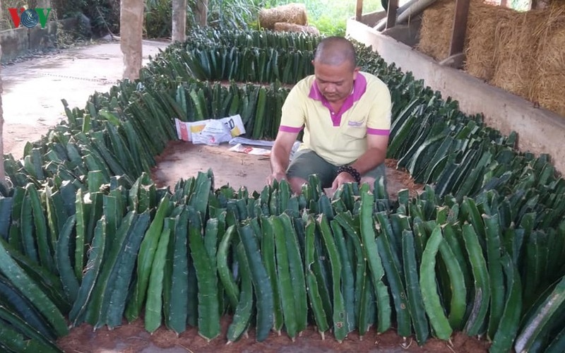 Anh Lê Huy Bình sản xuất giống thanh long vỏ vàng để phục vụ nhu cầu của nhà vườn địa phương.