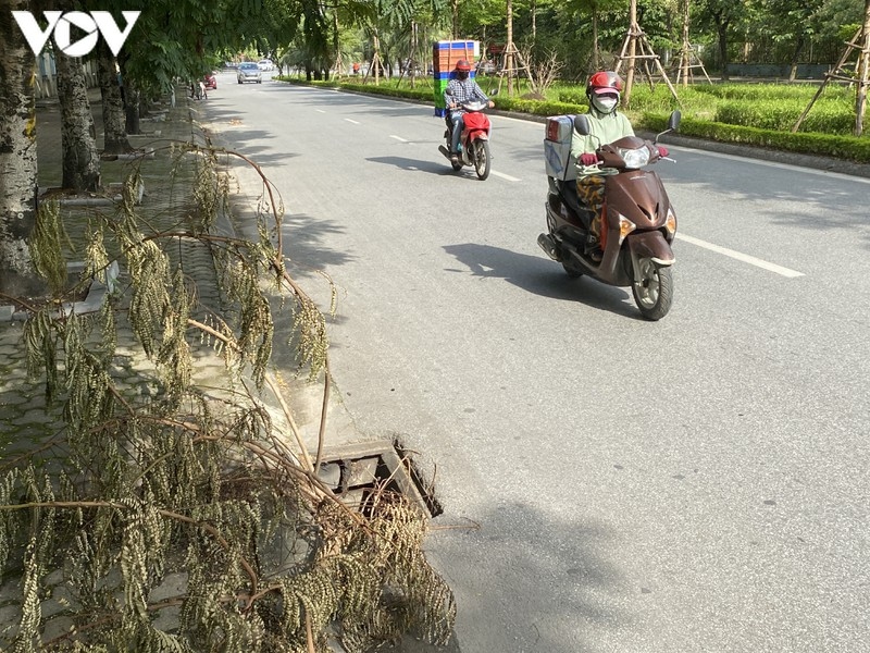 ha noi hang loat ong cong, ho ga mat nap, bay nguoi dan o pho tan my hinh anh 1