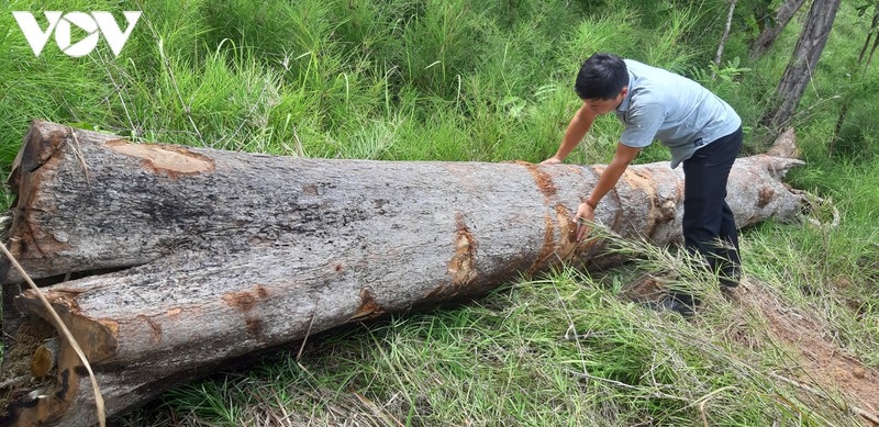 phat hien rung o bien gioi huyen chu prong, gia lai van bi tan pha hinh anh 1