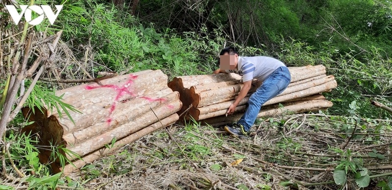 phat hien rung o bien gioi huyen chu prong, gia lai van bi tan pha hinh anh 9