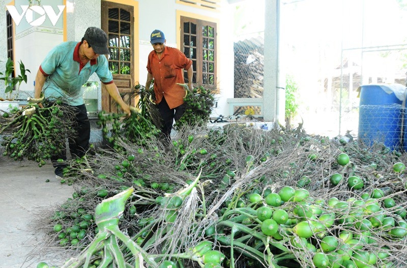 Cau tăng giá, nông dân vui mừng