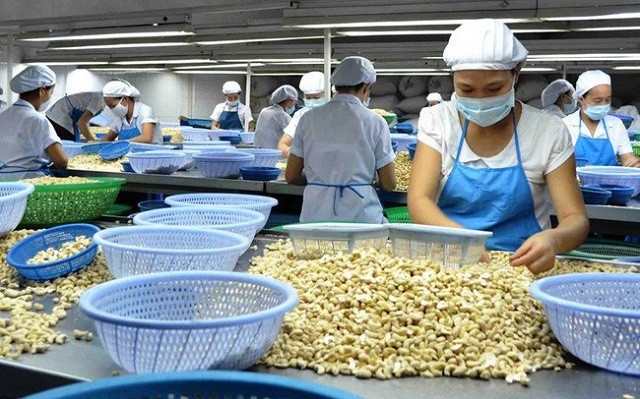cashew processors face hurdles as export prices plunge picture 1