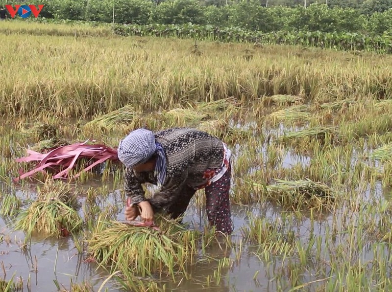 Nông dân tranh thủ thu hoạch lúa Hè thu để giảm thiệt hại.