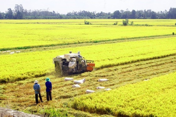 rice exporters urged to promote brand through safe production picture 1