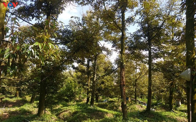 Vườn cây sầu riêng tại xã Ngũ Hiệp, huyện Cai Lậy sau hạn mặn mới phục hồi nhưng chưa ra trái.