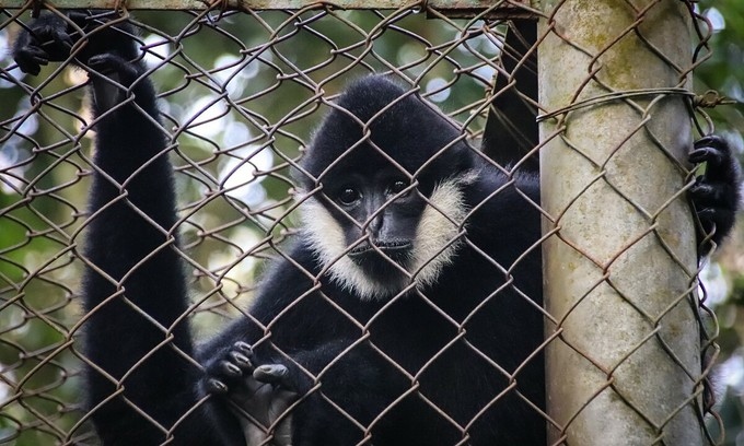 endangered langurs return to northern vietnam wilderness picture 1