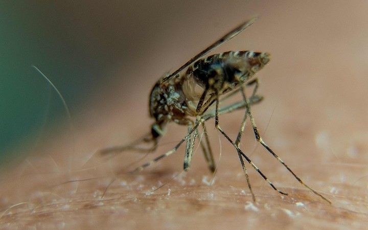 Tien Giang endures sharp increase in cases of dengue fever