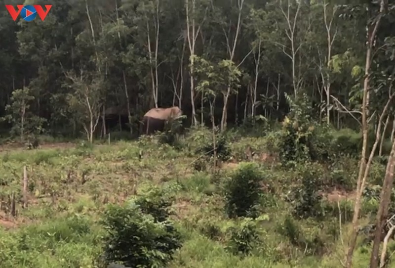 Hình ảnh voi rừng do người dân xã Ea Pô ghi lại tại vườn cao su của Công ty Cao su Đồng Phú.