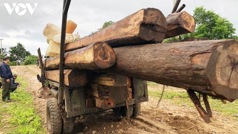 66 cây gỗ rừng phòng hộ bị chặt phá ở Gia Lai | VOV.VN
