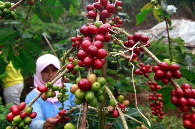 Indonesia quyết tâm vượt Việt Nam về sản lượng cà phê | VOV.VN