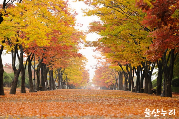 10 địa điểm nên ghé thăm khi đến thành phố Ulsan, Hàn Quốc | VOV.VN