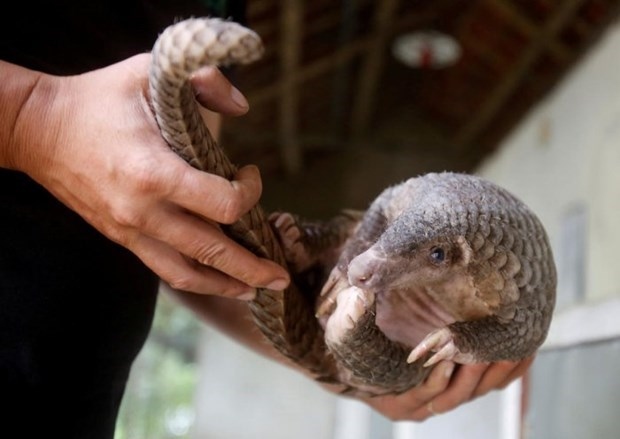 animal trafficker caught in ho chi minh city picture 1