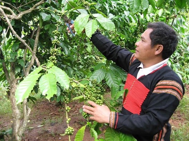 36,000 ha of coffee sustainably grown in central highlands under vnsat project picture 1