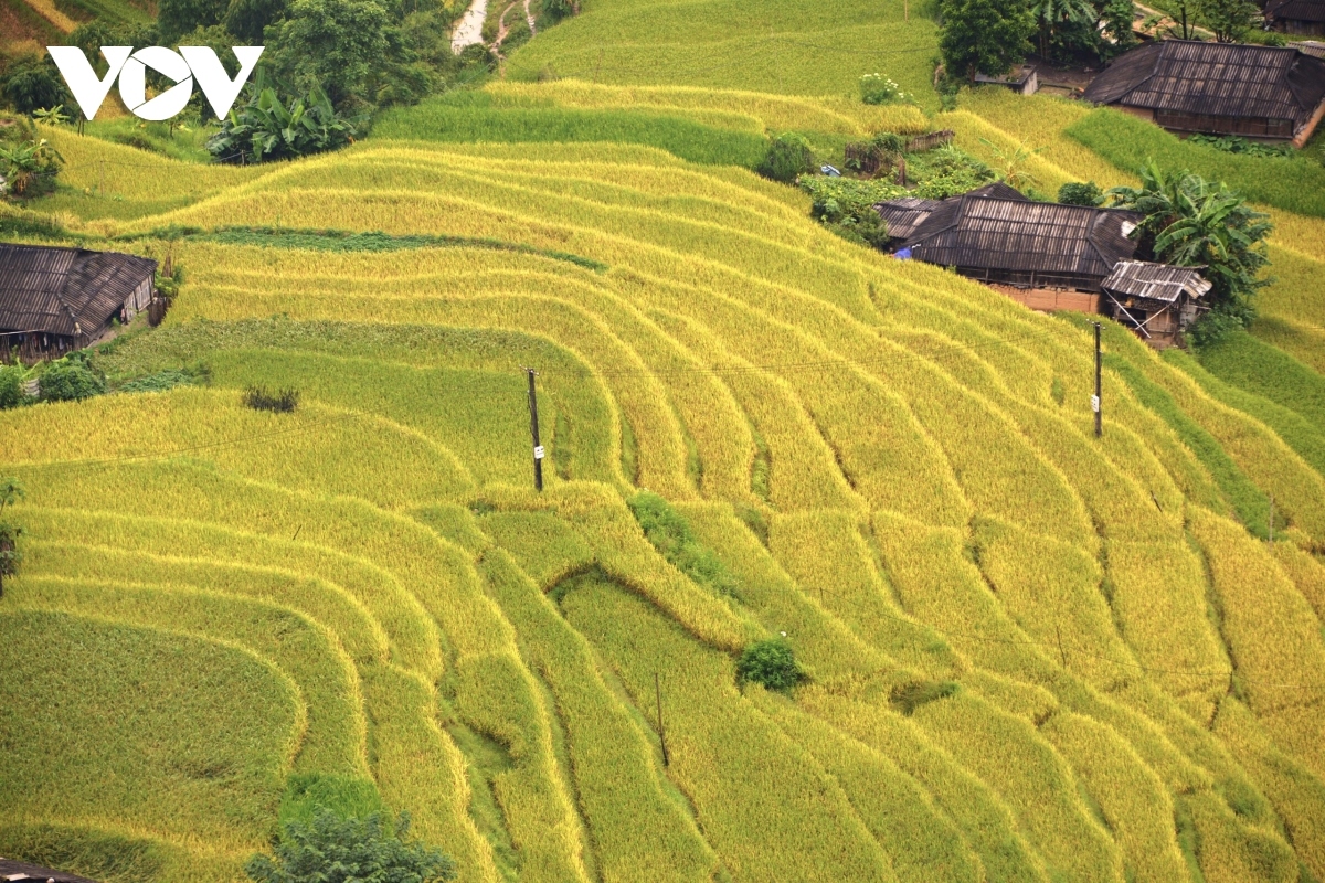terraced fields of hoang su phi appear stunning during harvest season picture 12