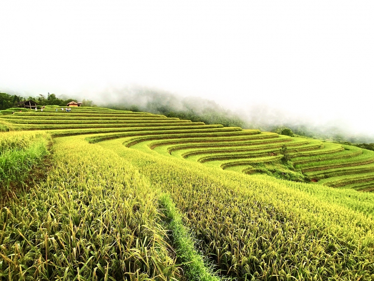 terraced fields of hoang su phi appear stunning during harvest season picture 15