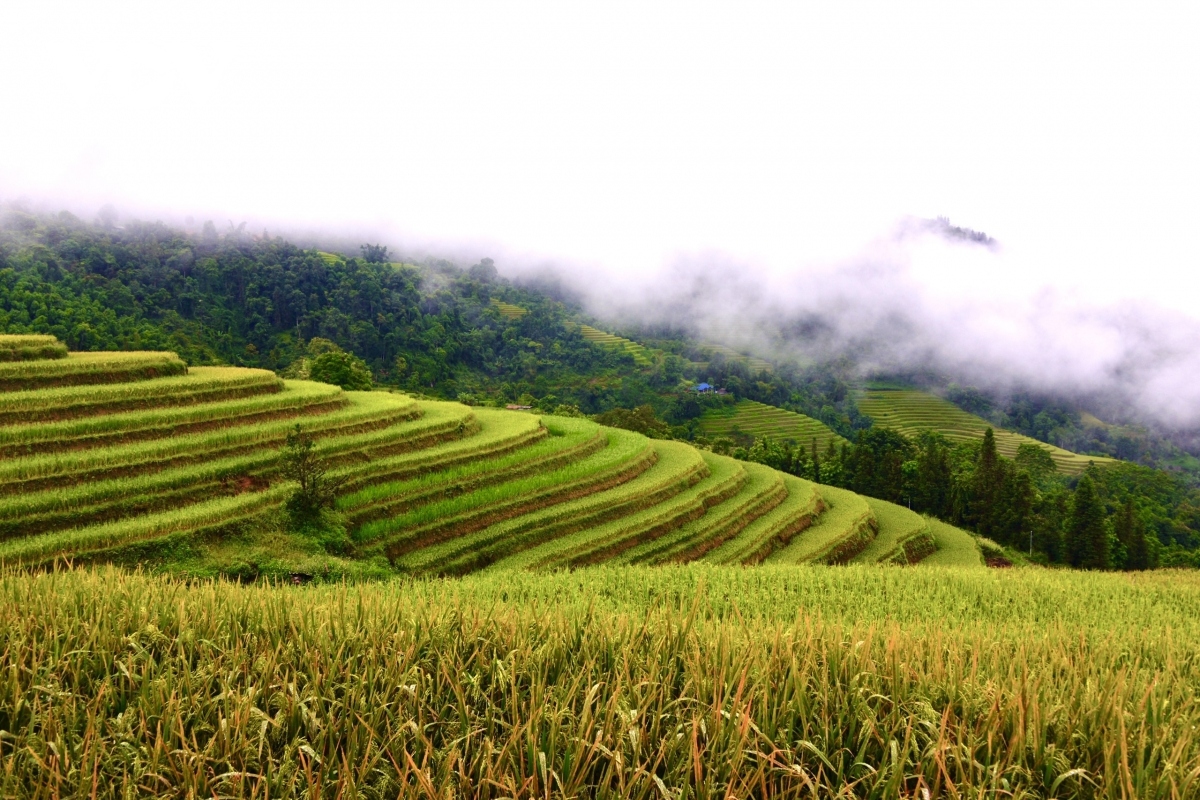 terraced fields of hoang su phi appear stunning during harvest season picture 16