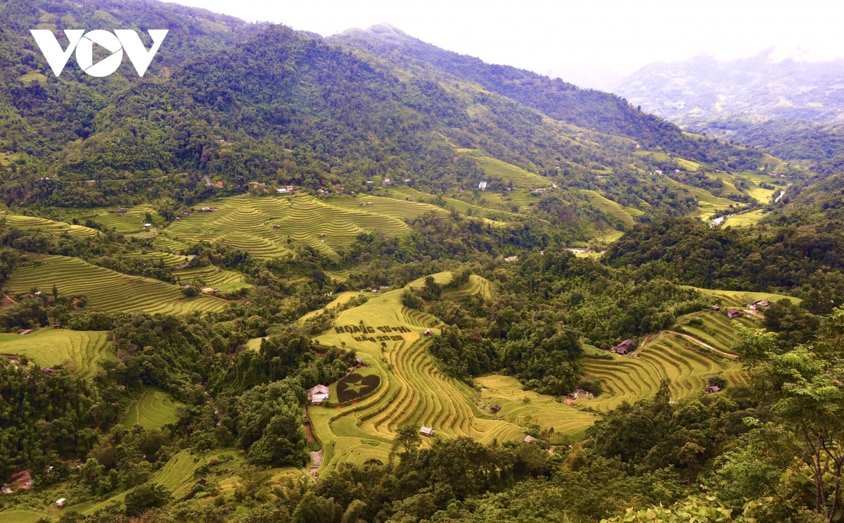 terraced fields of hoang su phi appear stunning during harvest season picture 18