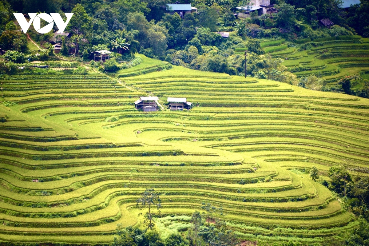 terraced fields of hoang su phi appear stunning during harvest season picture 19