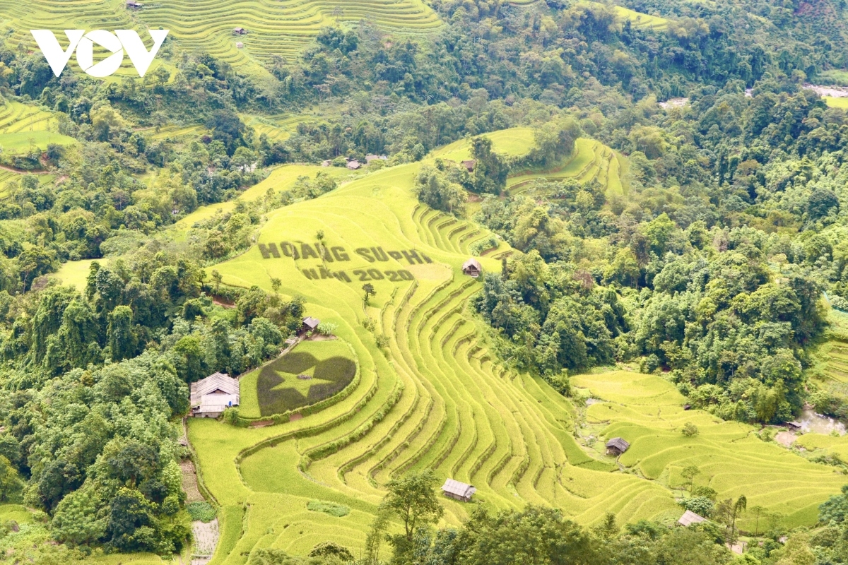 terraced fields of hoang su phi appear stunning during harvest season picture 21