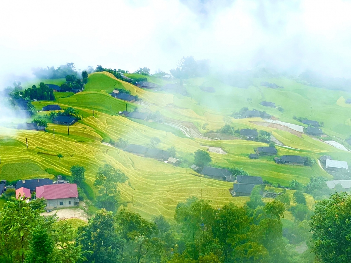 terraced fields of hoang su phi appear stunning during harvest season picture 2