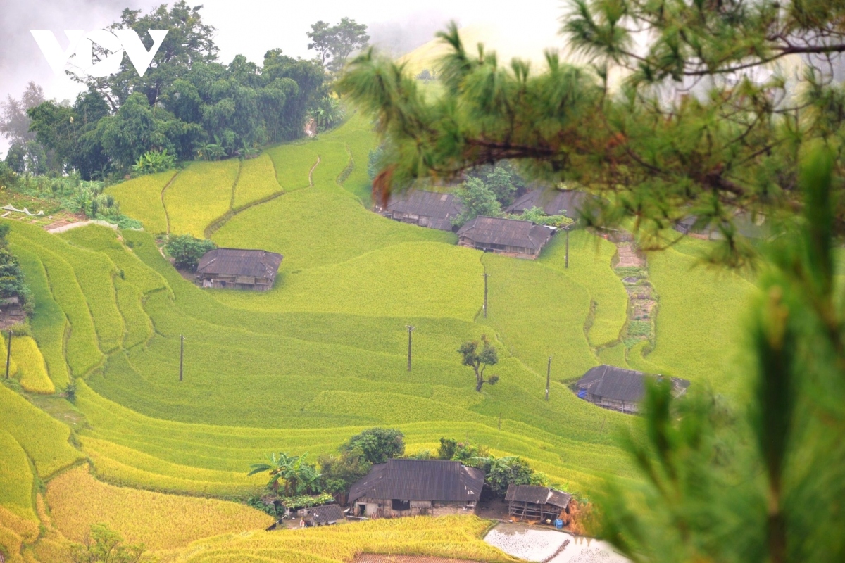 terraced fields of hoang su phi appear stunning during harvest season picture 3