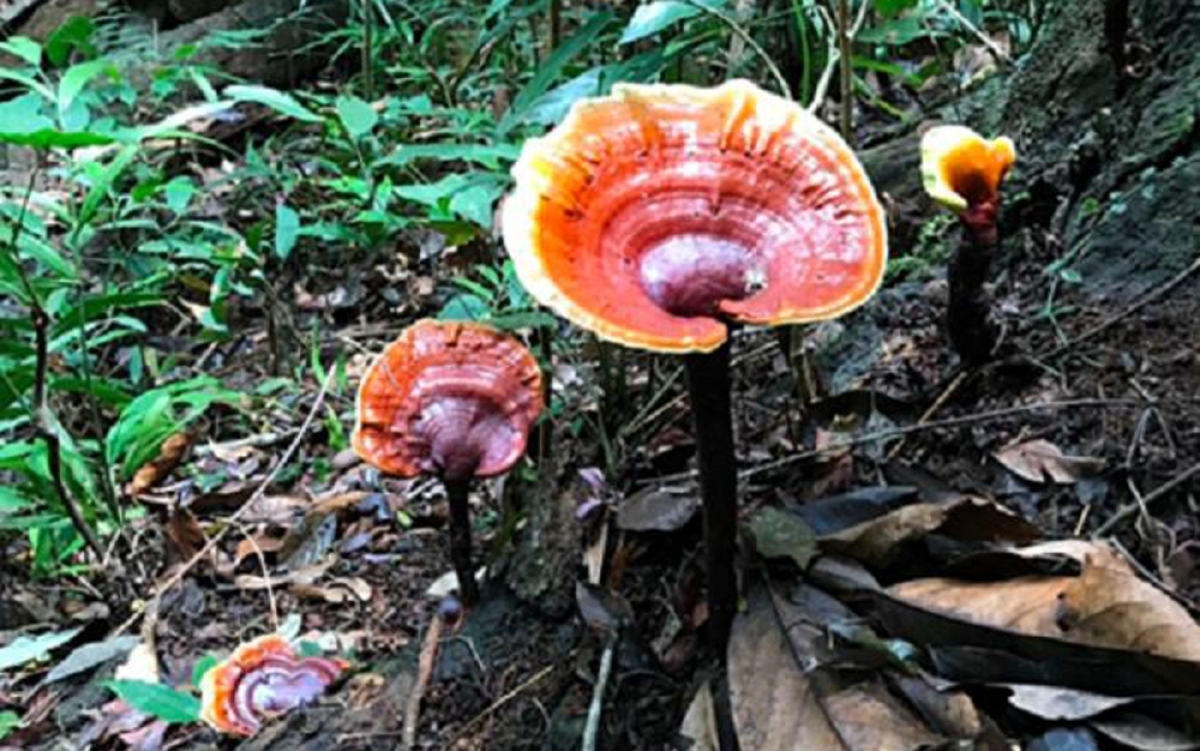 hunting for expensive mushrooms in vietnam picture 4