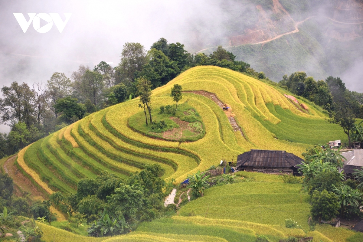 terraced fields of hoang su phi appear stunning during harvest season picture 7