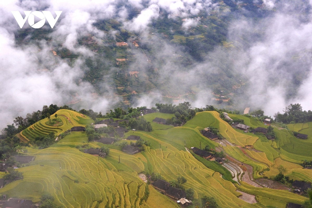 terraced fields of hoang su phi appear stunning during harvest season picture 8