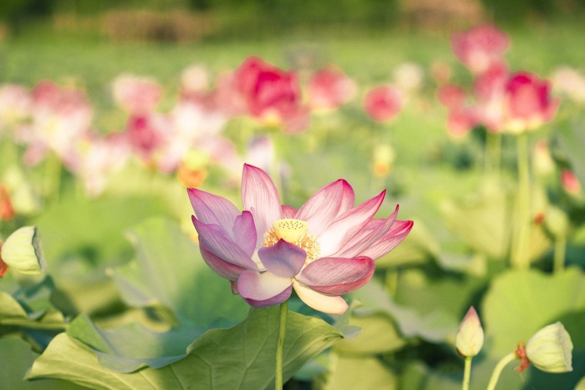amazing lotus blossoming in early autumn picture 8