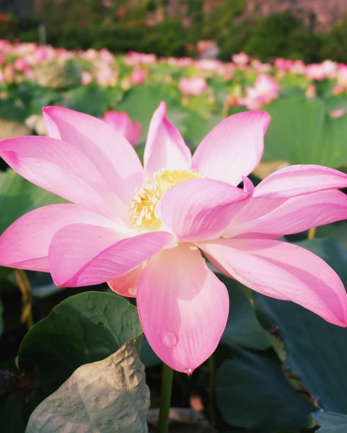 amazing lotus blossoming in early autumn picture 9
