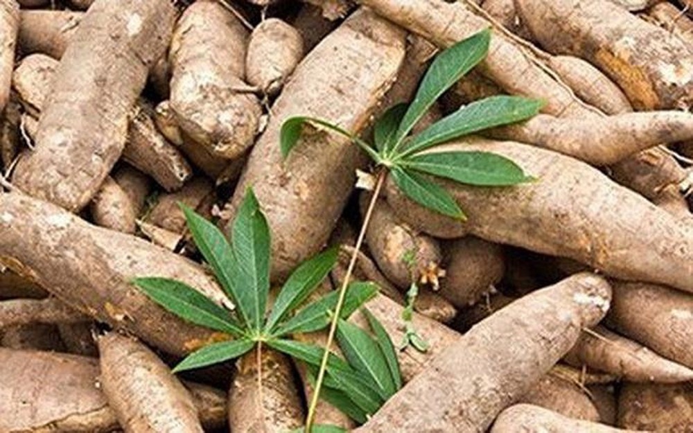 cassava starch exports to china skyrocket picture 1