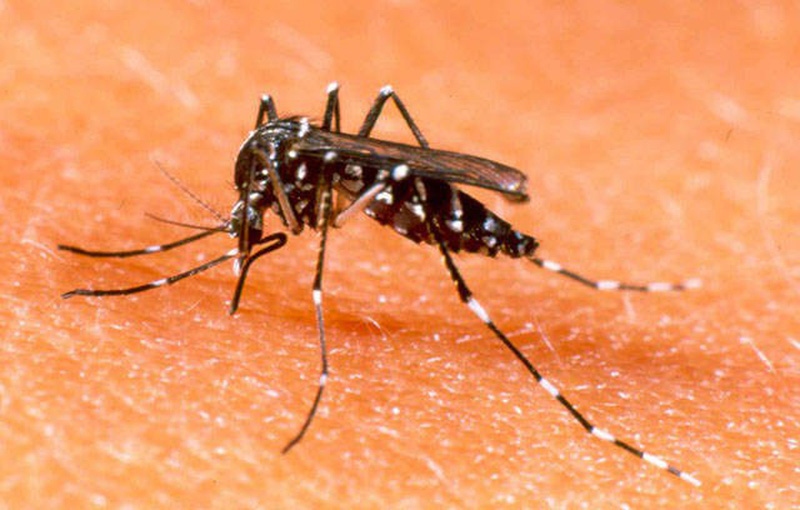 sharp rise in dengue fever cases nationwide picture 1