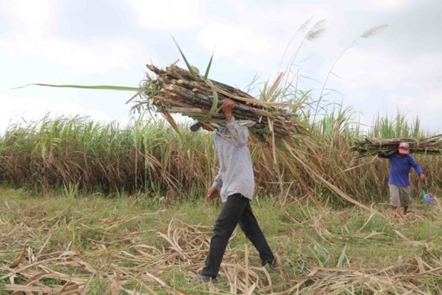 sugar firms struggle due to atiga picture 1