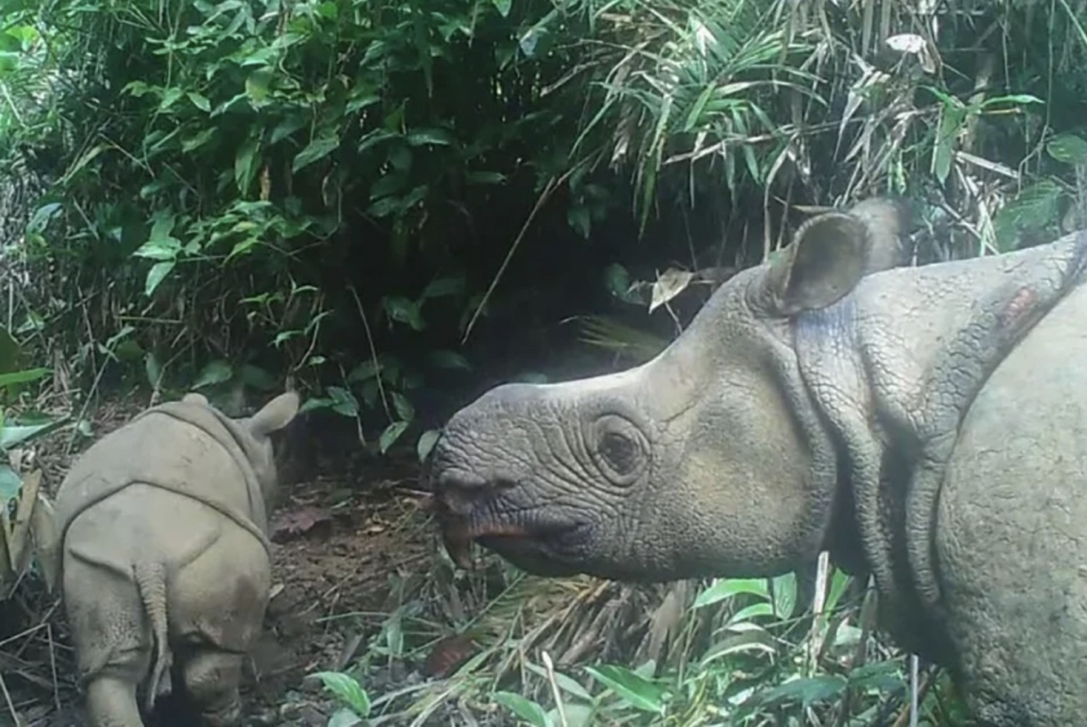 Hai con tê giác Java thuộc loài sắp tuyệt chủng ra đời tại ...