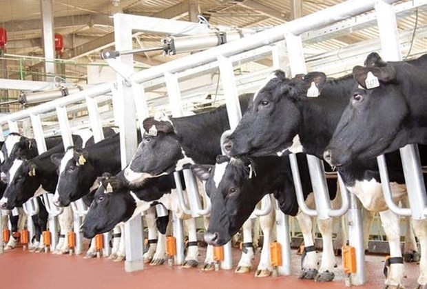 th group rolls out largest dairy cow project in central highlands picture 1