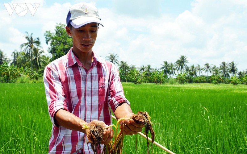 ubnd tinh ca mau chi dao lam ro vu phun thuoc diet co, chet ca lua hinh anh 1