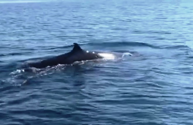 Whale spotted off coast of Cu Lao Cham archipelago
