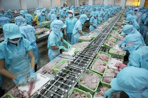 squid and octopus exports rebound after enforcement of evfta picture 1